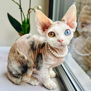 Минскин
