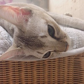Сингапурская кошка