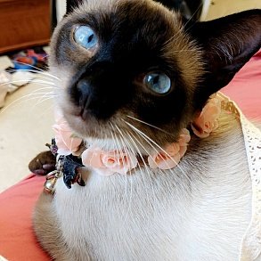 Тайская кошка