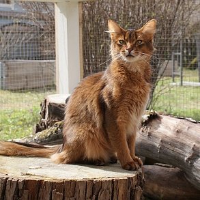 Сомалийская кошка