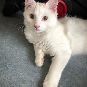 Норвежская лесная кошка