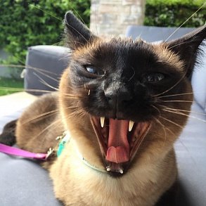 Тайская кошка