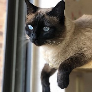 Тайская кошка