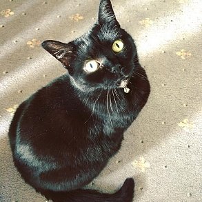 Бомбейская кошка
