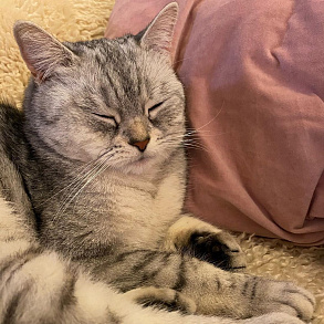 Шотландская прямоухая кошка