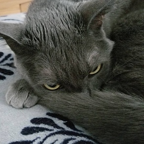Корат