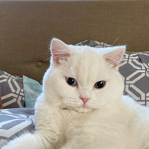 Шотландская прямоухая кошка