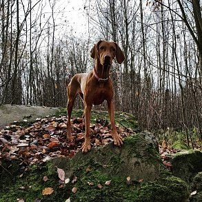 Венгерская выжла