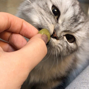Персидская кошка