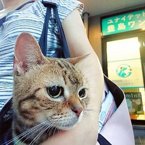 Американская короткошерстная кошка