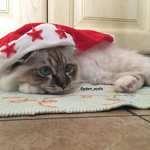 Бирманская кошка