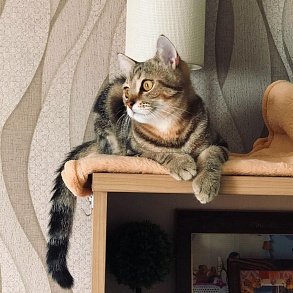 Американская короткошерстная кошка