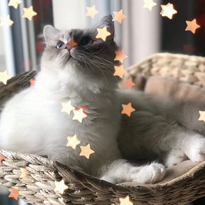 Бирманская кошка