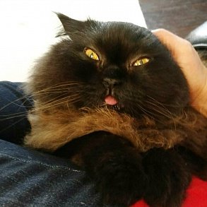 Персидская кошка