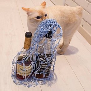 Меконгский бобтейл
