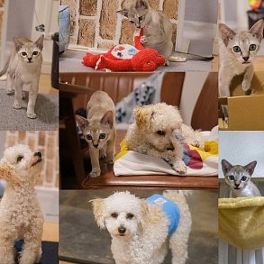 Сингапурская кошка