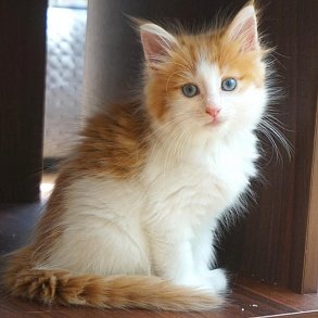Норвежская лесная кошка