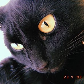 Бомбейская кошка