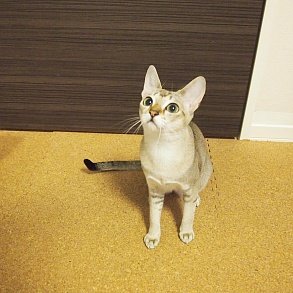 Сингапурская кошка