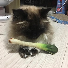 Балинезийская кошка