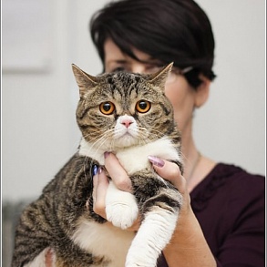 Шотландская прямоухая кошка