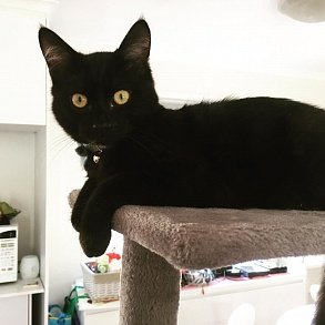 Бомбейская кошка