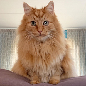 Норвежская лесная кошка