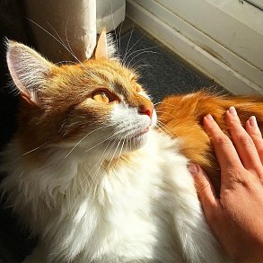 Сибирская кошка