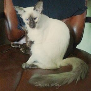 Балинезийская кошка