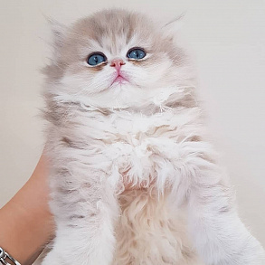 Британская длинношерстная кошка