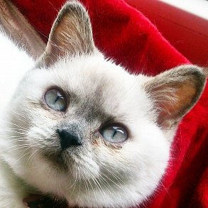 Шотландская прямоухая кошка