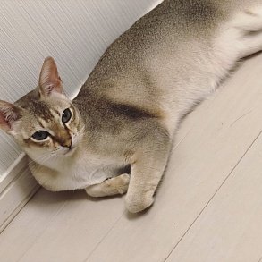 Сингапурская кошка