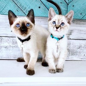 Тайская кошка