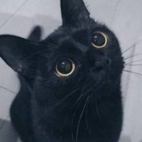 Бомбейская кошка