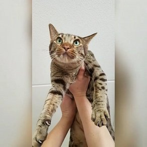 Оцикет