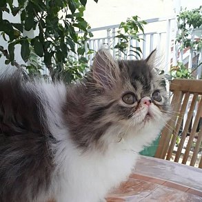 Персидская кошка