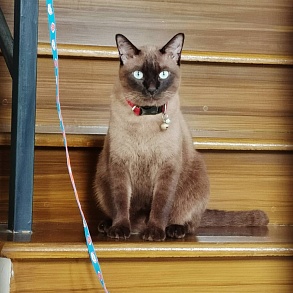 Тайская кошка