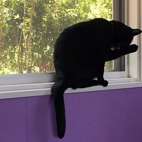 Бомбейская кошка