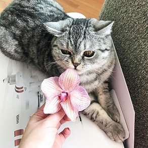 Шотландская прямоухая кошка