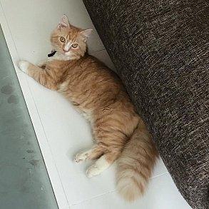 Шотландская прямоухая кошка