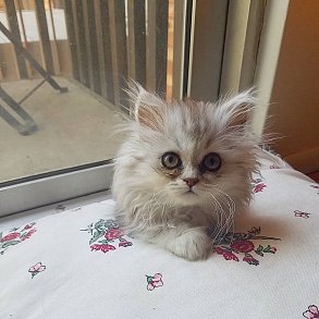 Персидская кошка