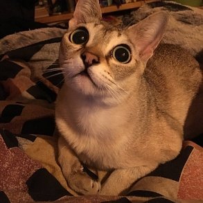 Сингапурская кошка