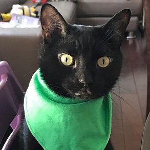 Бомбейская кошка