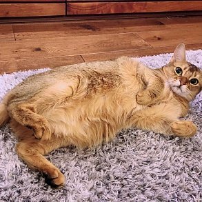 Сомалийская кошка