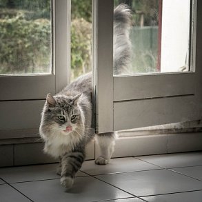 Норвежская лесная кошка