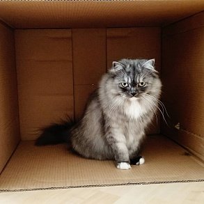Персидская кошка
