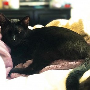 Бомбейская кошка