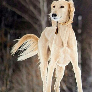 Салюки