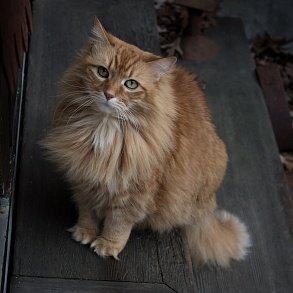 Норвежская лесная кошка