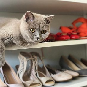 Шотландская прямоухая кошка